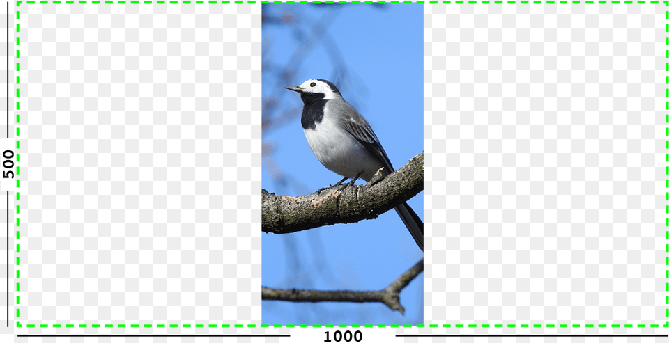 Example Of Max Filter On An Image Old World Flycatcher, Animal, Beak, Bird, Finch Free Png