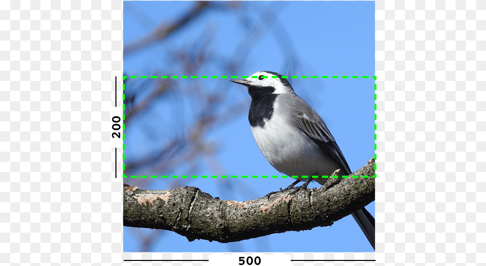 Example Of Min Filter On An Old World Flycatcher, Animal, Beak, Bird, Jay Png Image