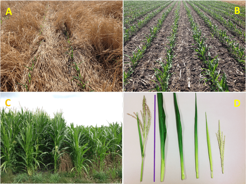 Examples Of Corn Growth And Developmental Difference Field, Grass, Plant, Soil, Vegetation Png
