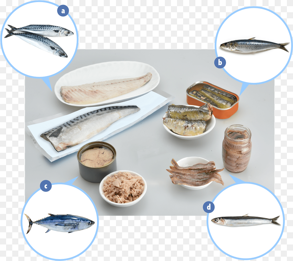 Examples Of Fish Which Contain Elevated Levels Of Naturally Ceramic, Animal, Herring, Sea Life, Sardine Png Image