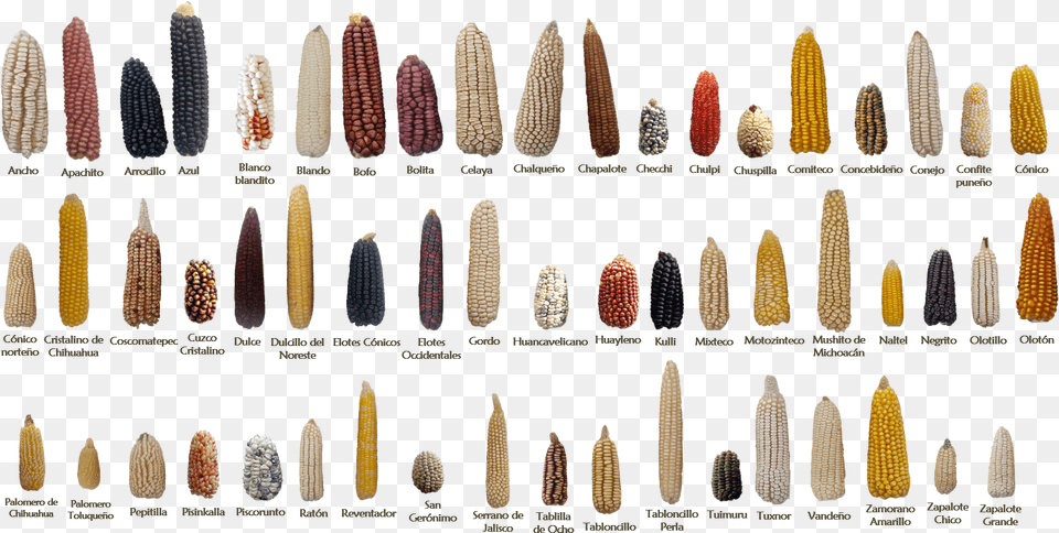 Examples Of Some Of The 59 Native Mexican Maize Landraces Diversidad Genetica Del Maiz, Food, Grain, Produce, Corn Png Image
