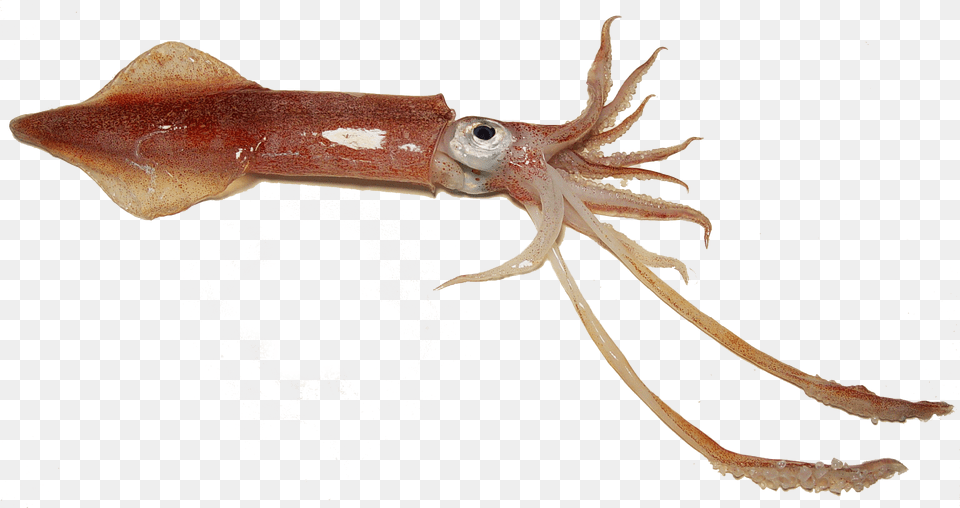 Examples Of Squid Download, Animal, Food, Sea Life, Seafood Png Image