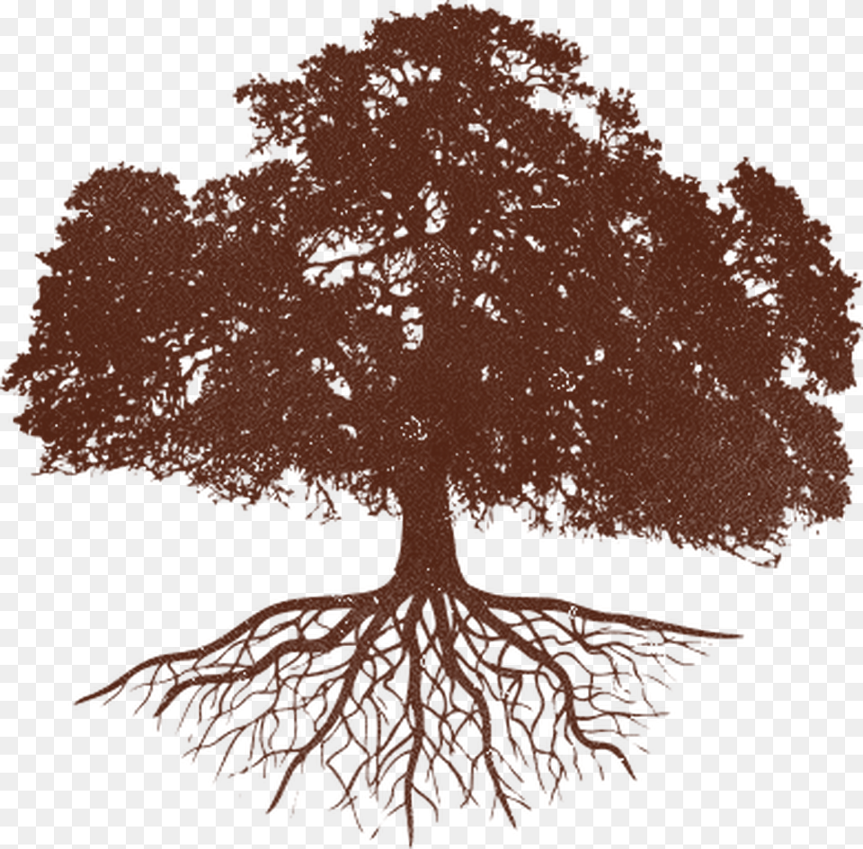 Exclusive News Amp Offers Oak Tree Silhouette With Roots, Plant, Root, Person Free Transparent Png
