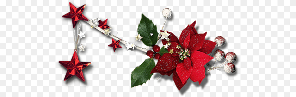 Exclusive Pngu0027s Magical Christmas Evergreen Rose, Plant, Leaf, Flower, Petal Png Image