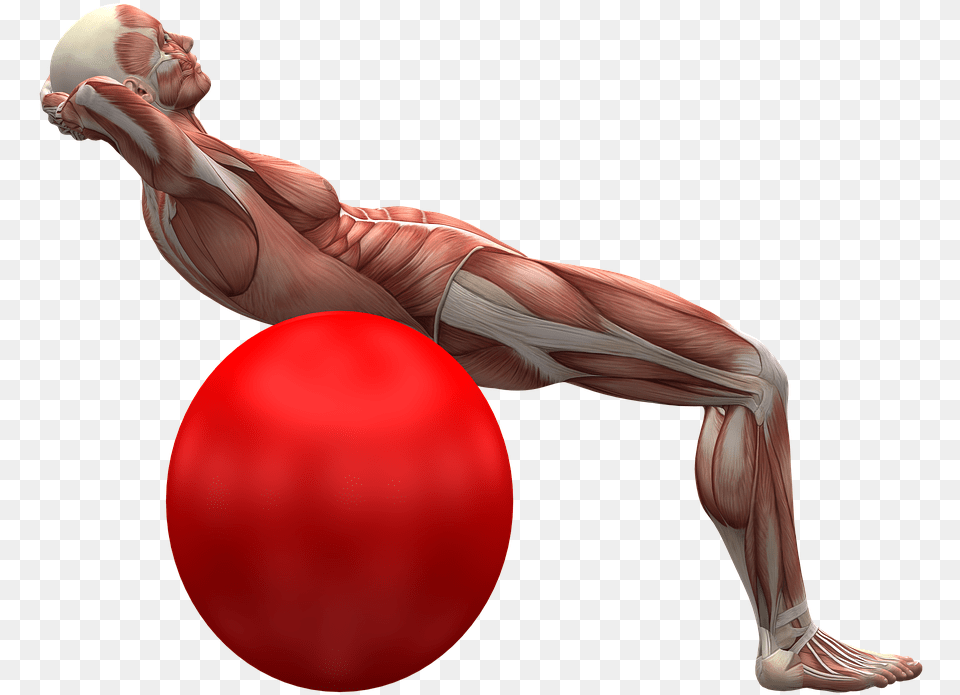Exercise Ball Exercise Muscle Muscles Wiczenie Gbokich Brzucha, Sphere, Adult, Person, Female Free Transparent Png