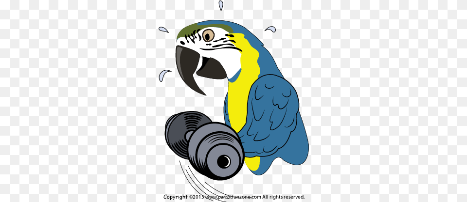Exercise Cockatiel Icon, Animal, Bird, Beak, Parrot Free Png