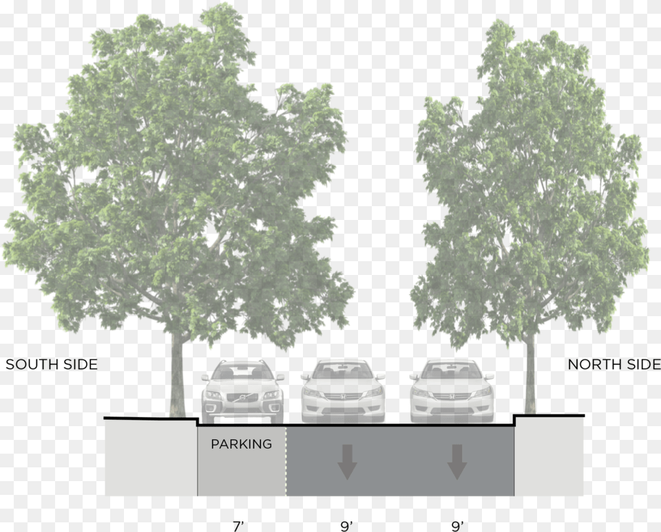 Existing One Way Configuration Of Line Street Tree Section, Oak, Plant, Sycamore, Car Free Png
