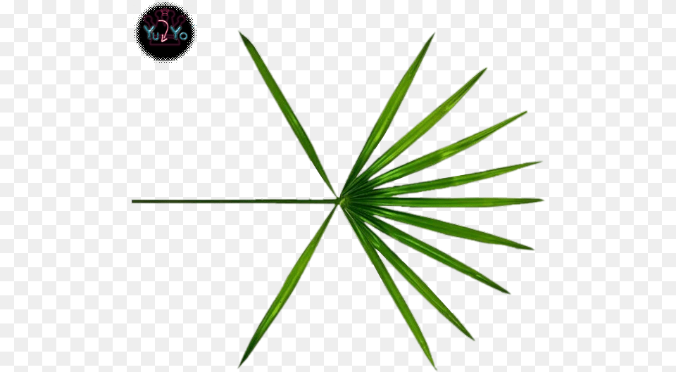 Exo Ko Ko Bop Exo Ko Ko Bop Exo Logo Ko Ko Bop Exo Ko Ko Bop, Leaf, Plant, Tree Free Png