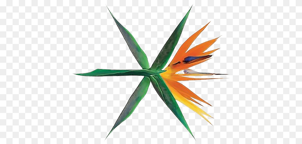 Exo Koko Bop Album, Aloe, Plant, Art, Leaf Free Transparent Png