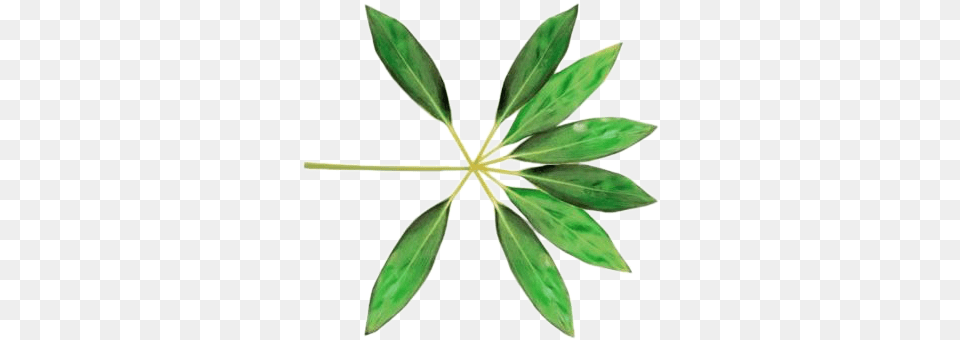 Exo Koko Bop Logo, Flower, Herbal, Herbs, Leaf Png Image