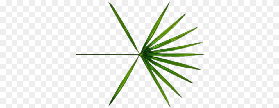 Exo Logo Exo Koko Bop Logo, Leaf, Plant, Green, Tree Png Image