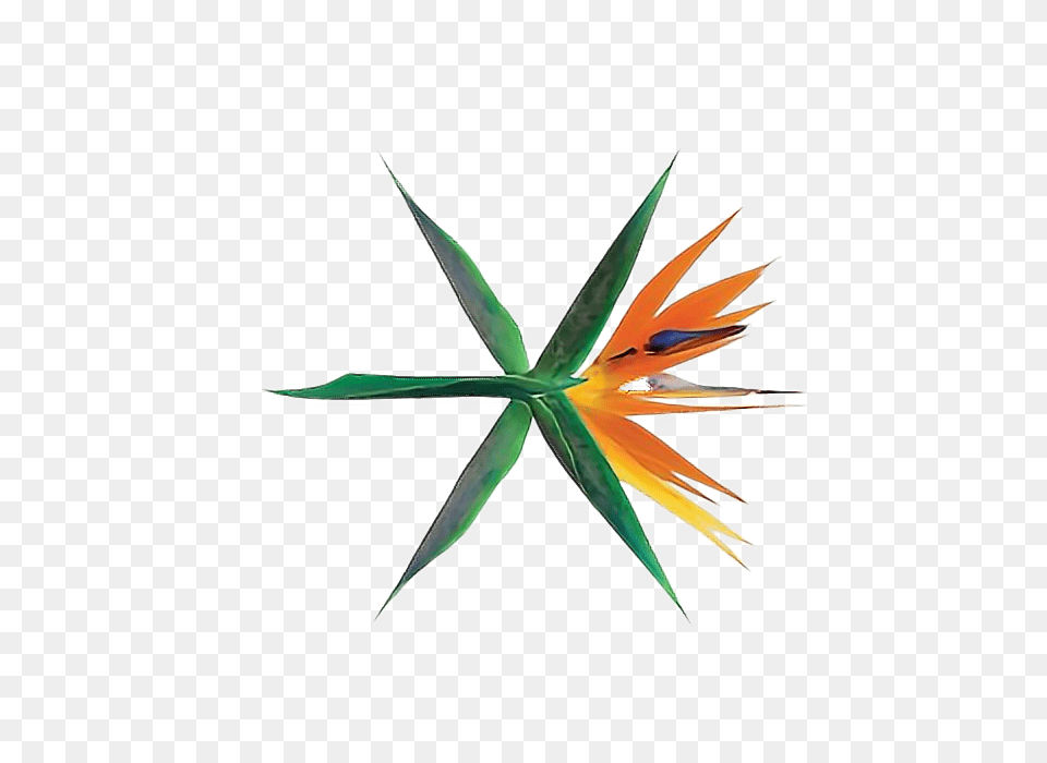 Exo Logo Ko Ko Bop Comeback, Art, Graphics, Animal, Bird Png Image