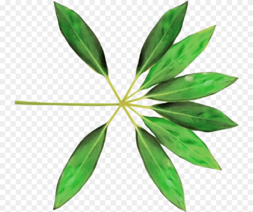 Exo The War Album Cover, Leaf, Plant, Tree, Flower Free Transparent Png