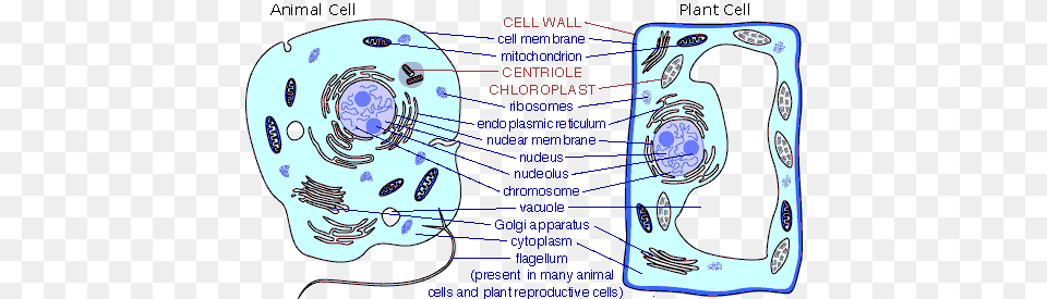 Exocrine Gland Cell Of Pancreas, Machine, Spoke, Computer Hardware, Electronics Free Png