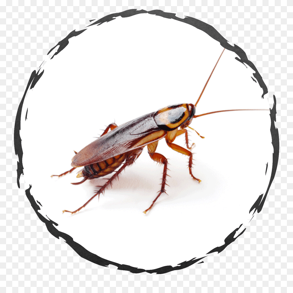 Exodus Exterminating Cockroaches Exodus Exterminating Inc, Animal, Insect, Invertebrate, Cockroach Free Png Download