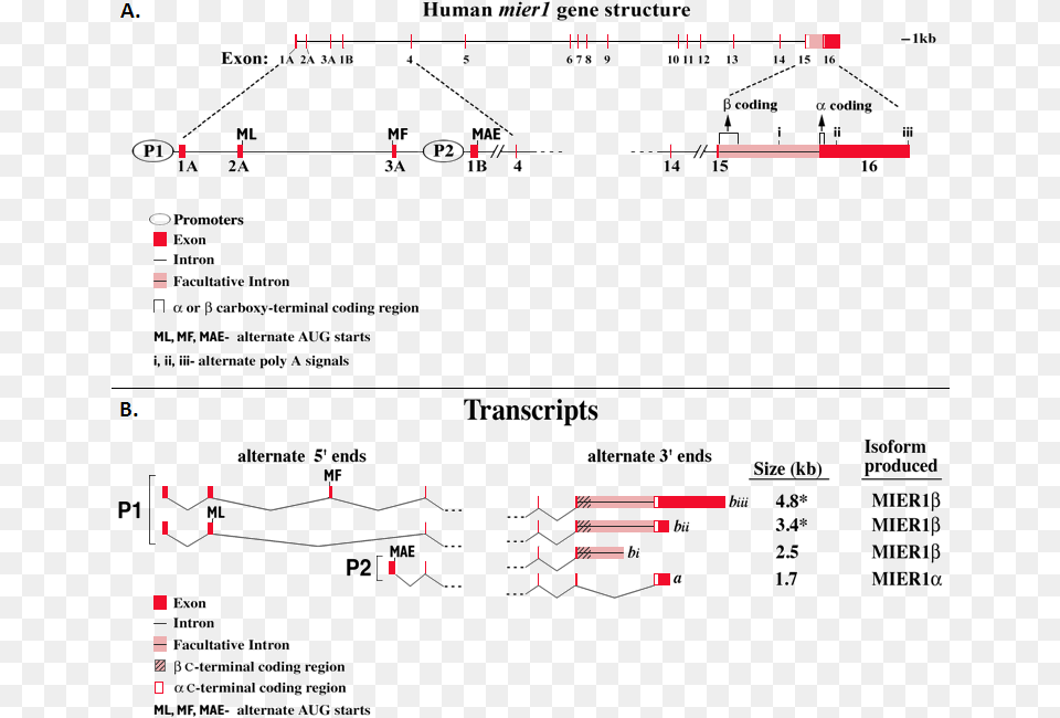 Exons Are Shown As Red Barsvertical Lines And Introns, Chart, Plot Free Png