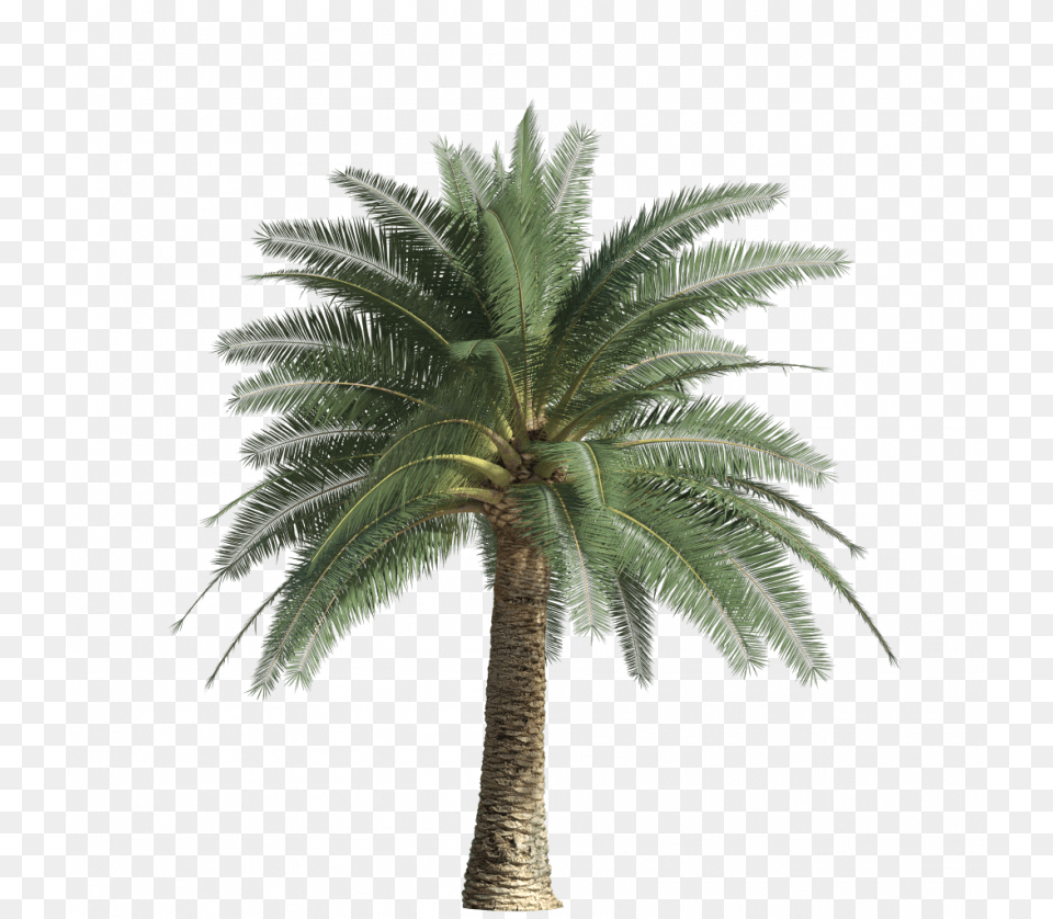 Exotic And Palm Trees45 Itoo Software Store Attalea Speciosa, Palm Tree, Plant, Tree, Leaf Free Transparent Png