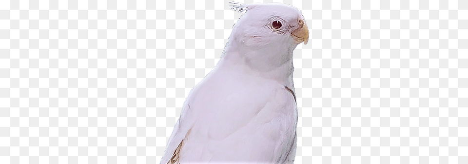 Exotic Birds For Sale Parrots, Animal, Bird, Cockatoo, Parrot Png Image