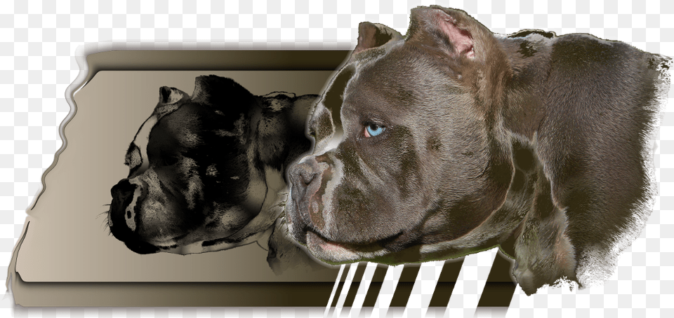 Exotic Bullies Tennessee, Animal, Bulldog, Canine, Dog Png Image