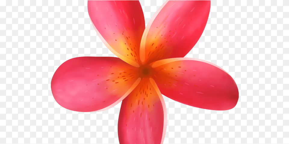 Exotic Clipart Moana Pink Flower Tropical, Petal, Plant, Dahlia, Appliance Png