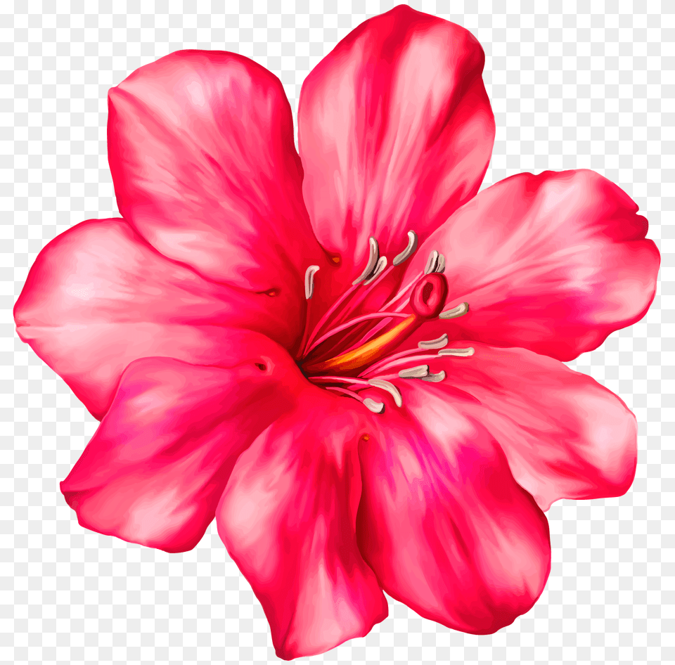 Exotic Flower Clip Art, Anther, Geranium, Petal, Plant Free Png Download
