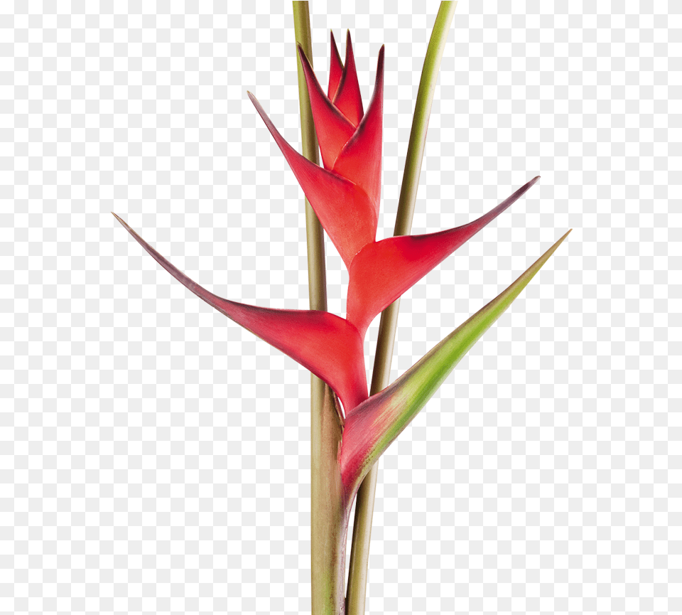 Exotic Flower Clipart Plant, Petal, Gladiolus Free Png