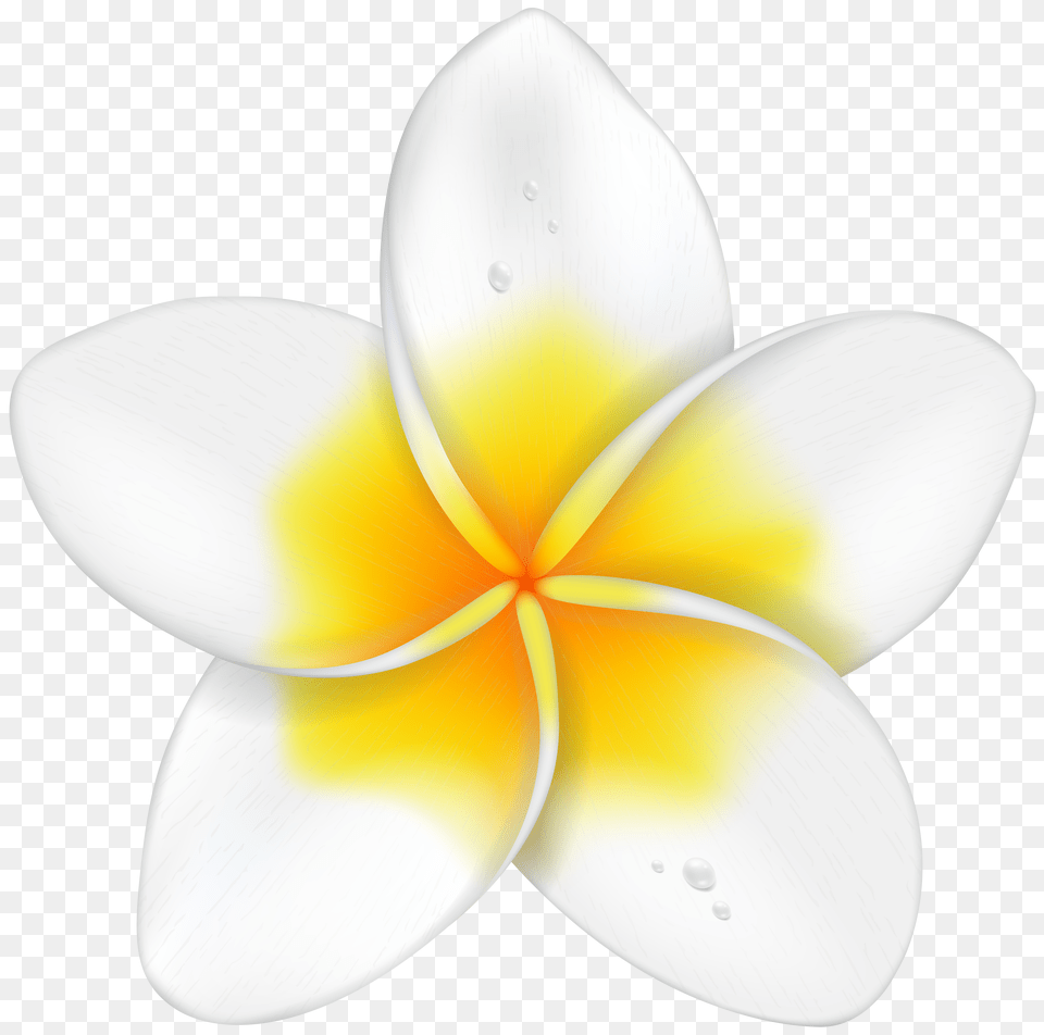 Exotic Flower Plumeria Clip Art Png