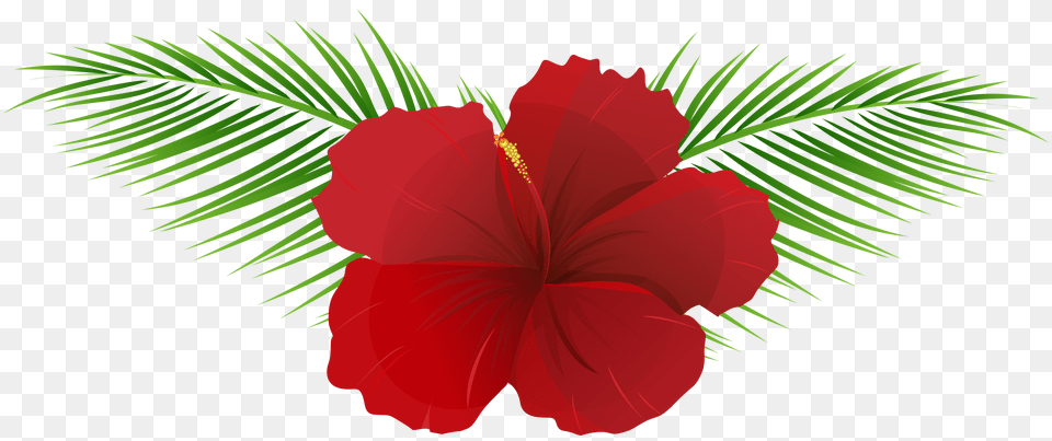 Exotic Flower Clip Art, Hibiscus, Plant Free Transparent Png