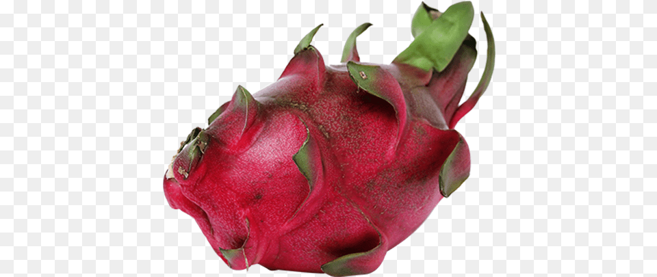 Exotic Fruits Pitaya Transparent Cartoon Jingfm Pitaya, Food, Fruit, Plant, Produce Png Image