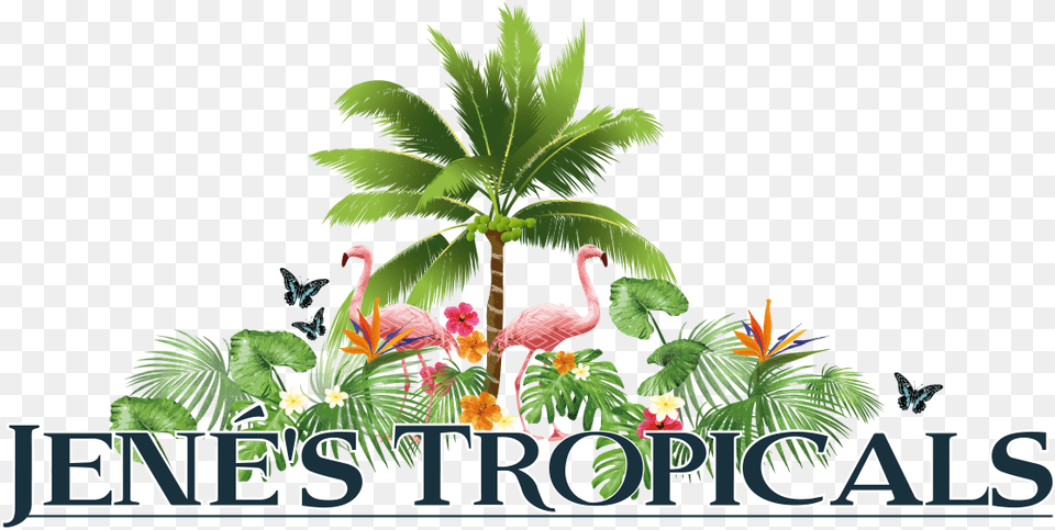 Exotic Fruits St Petersburg Florida Jeneu0027s Tropicals Tropicals, Nature, Vegetation, Outdoors, Tree Free Png Download