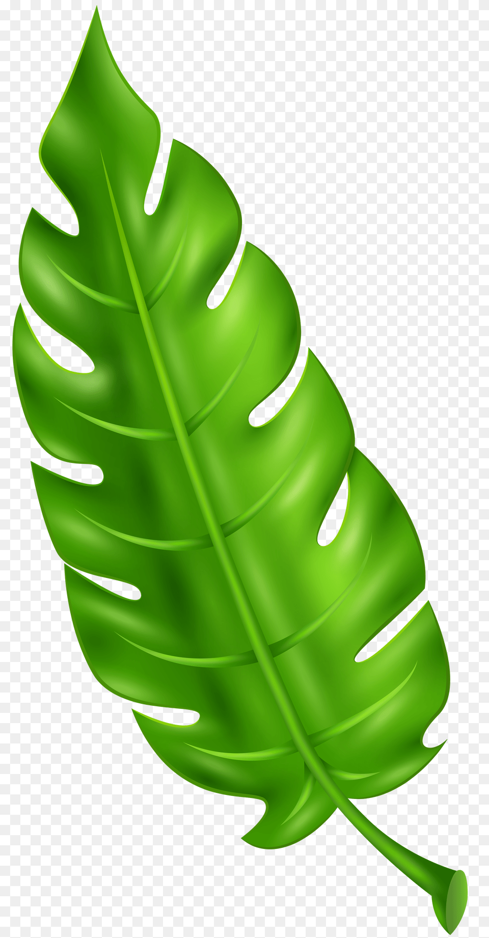 Exotic Green Leaf Clip Art, Plant, Person, Fern Free Transparent Png