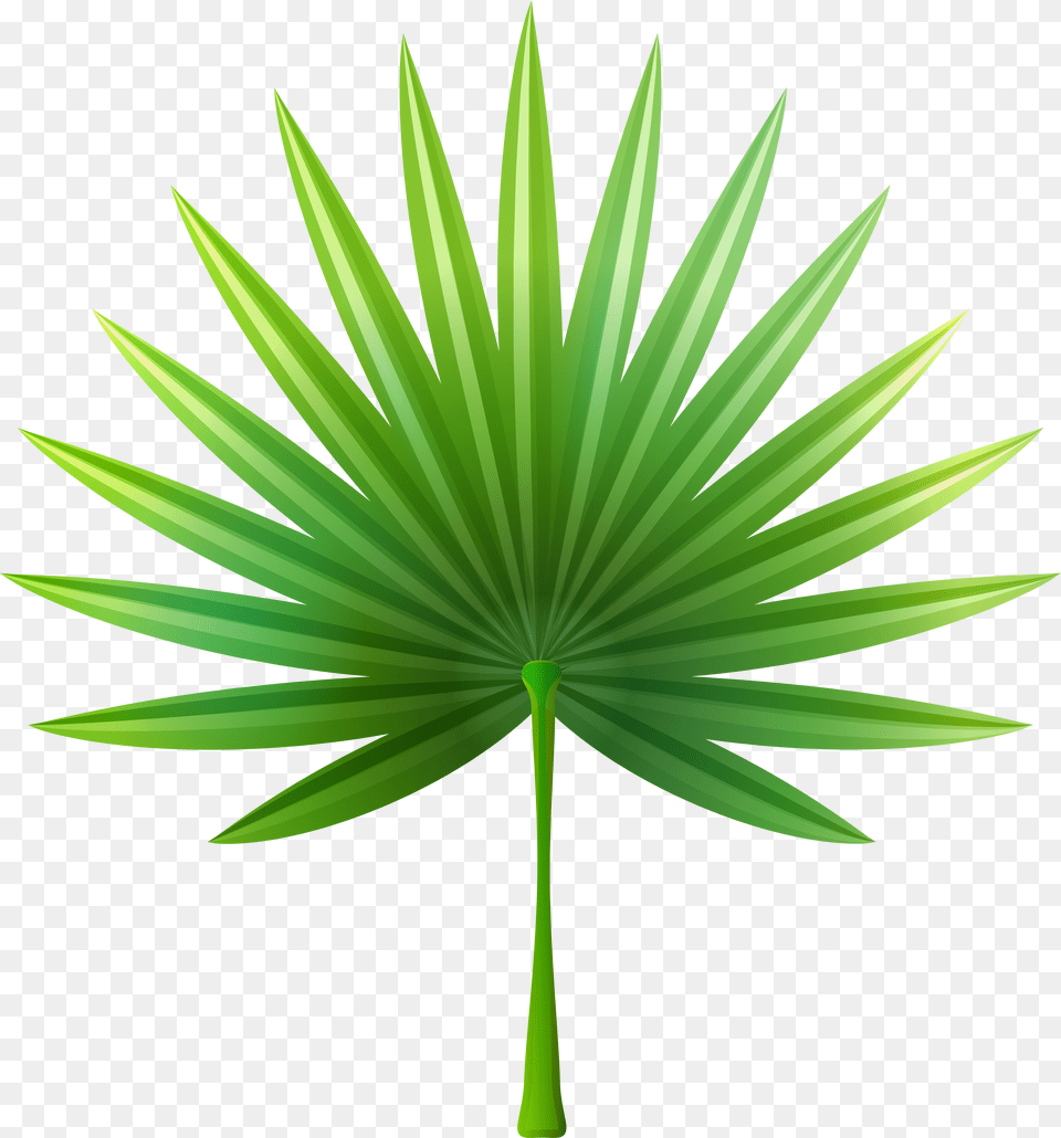 Exotic Leaf Clip Art Png Image