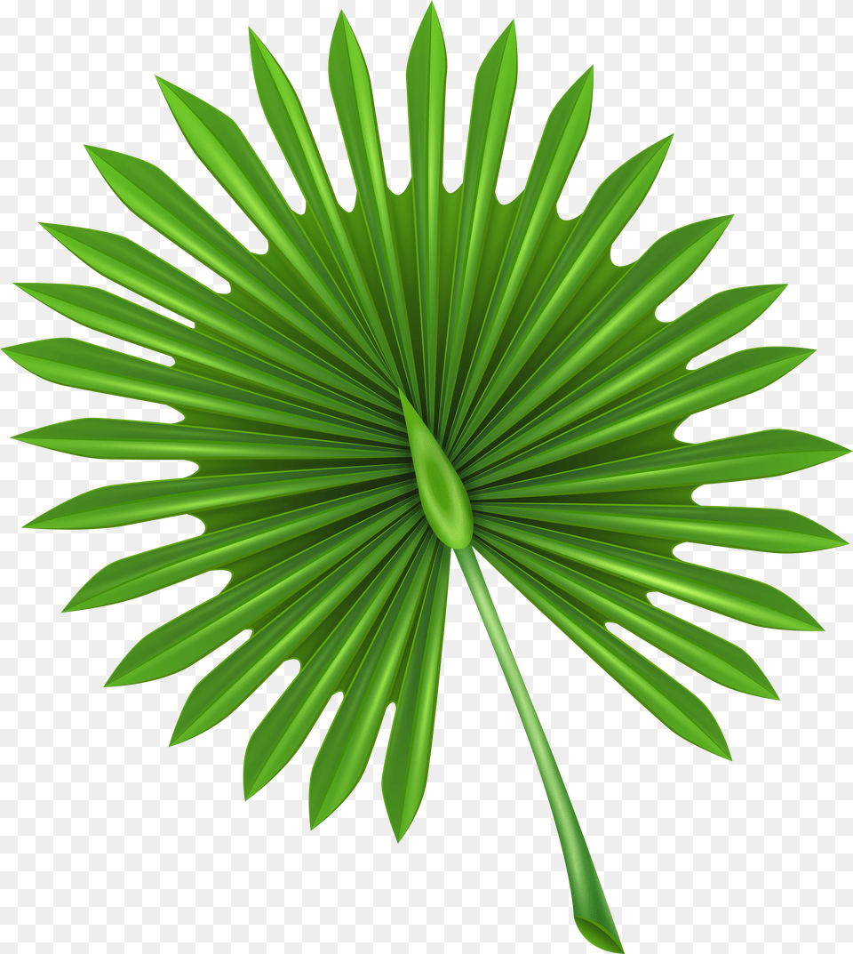 Exotic Leaf Clip Art Image Mold Temperature Injection Molding Png