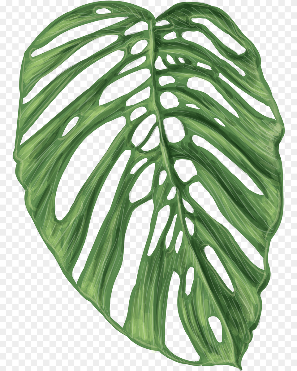 Exotic Leaves Leaf, Plant, Helmet Free Transparent Png