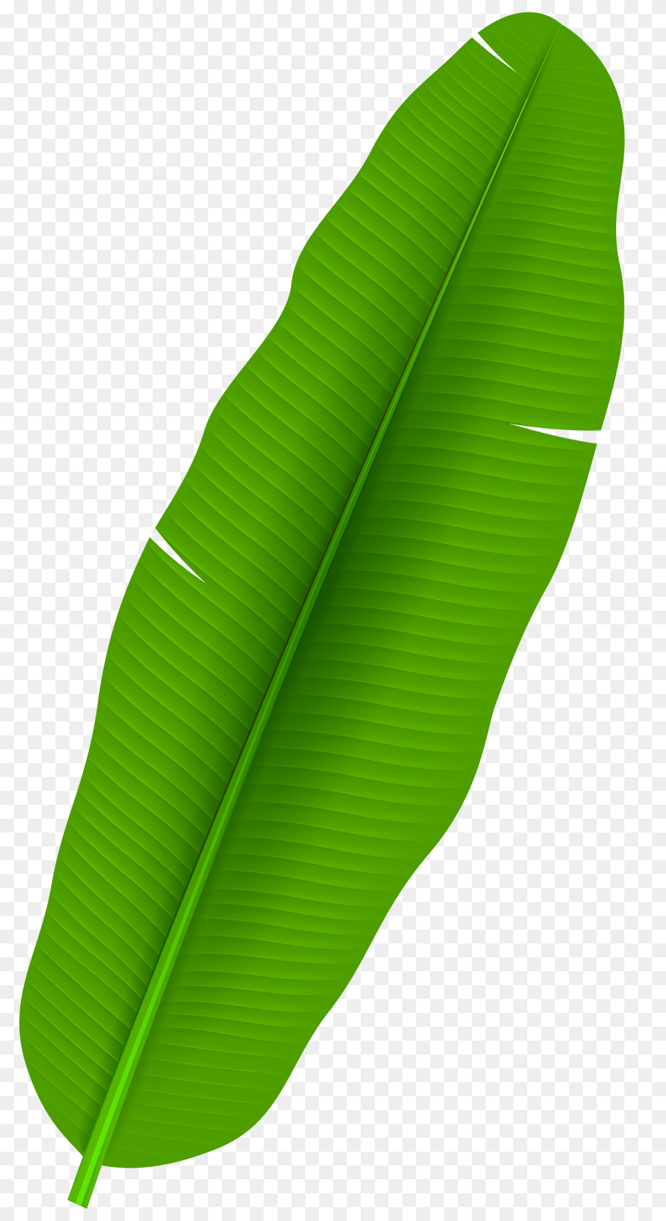 Exotic Palm Leaf Transparent Clip Png