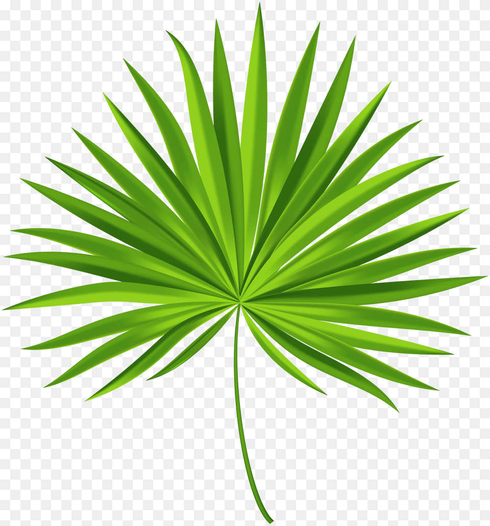 Exotic Palm Leaf Transparent Clip Art Gallery Free Png Download