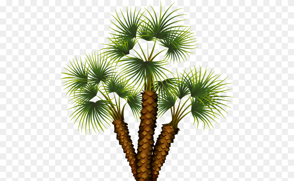 Exotic Palm Tree Clip Art Gallery Different Types Of Trees, Palm Tree, Plant, Leaf Png Image