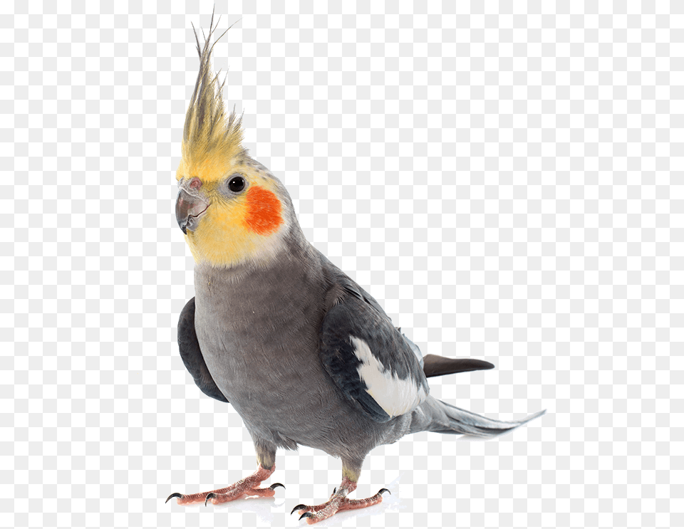 Exotic Pet Gray Cockatiel, Animal, Bird, Beak, Parrot Free Transparent Png
