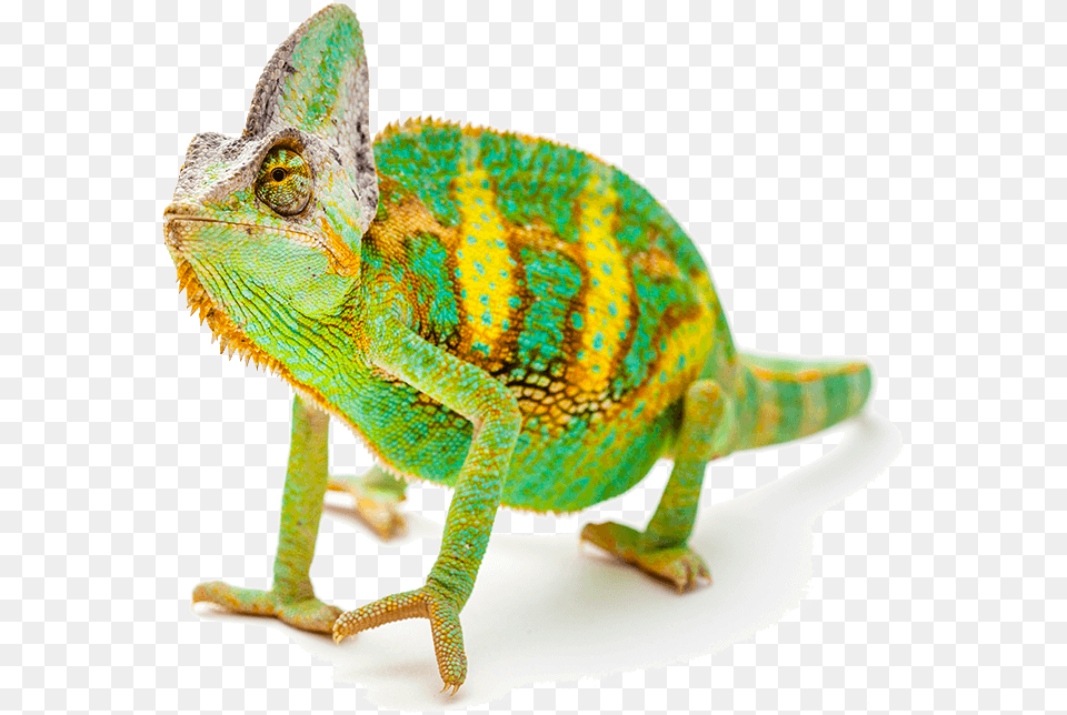 Exotic Pet Reptile, Animal, Lizard, Iguana, Green Lizard Png