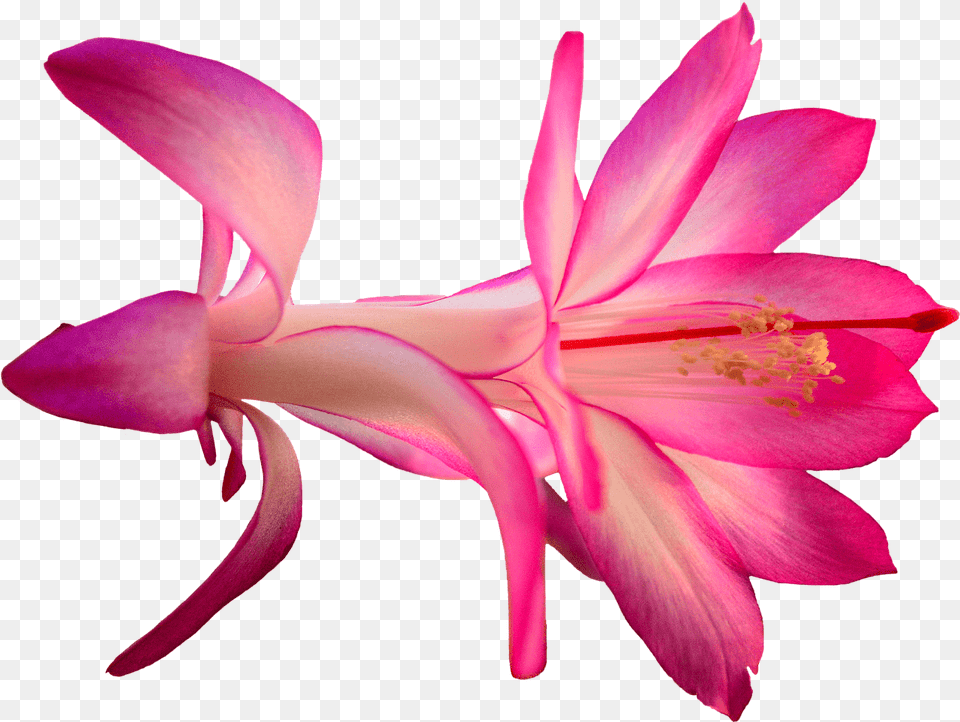 Exotic Pink Flower, Anther, Petal, Plant, Rose Free Png