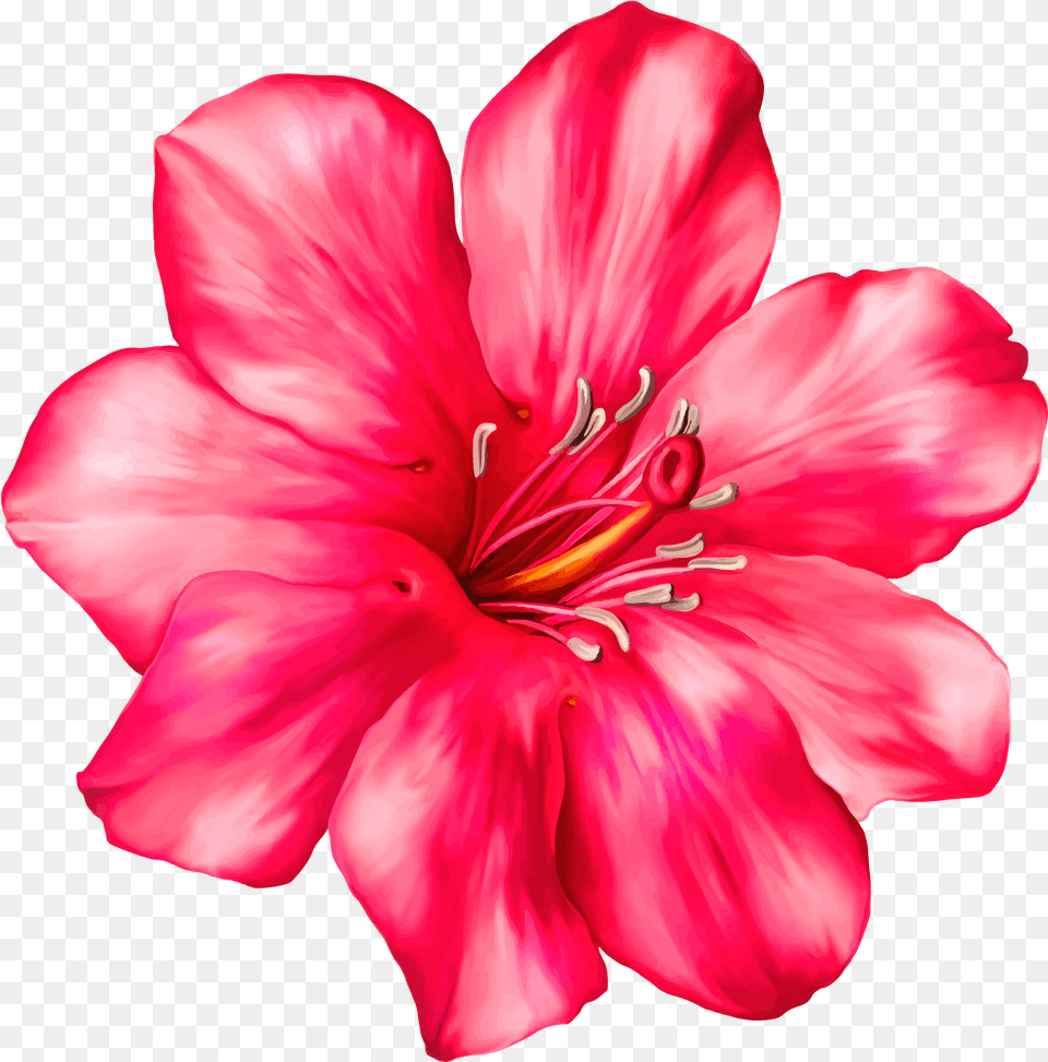 Exotic Pink Flower Clipart Picture, Anther, Geranium, Petal, Plant Free Transparent Png
