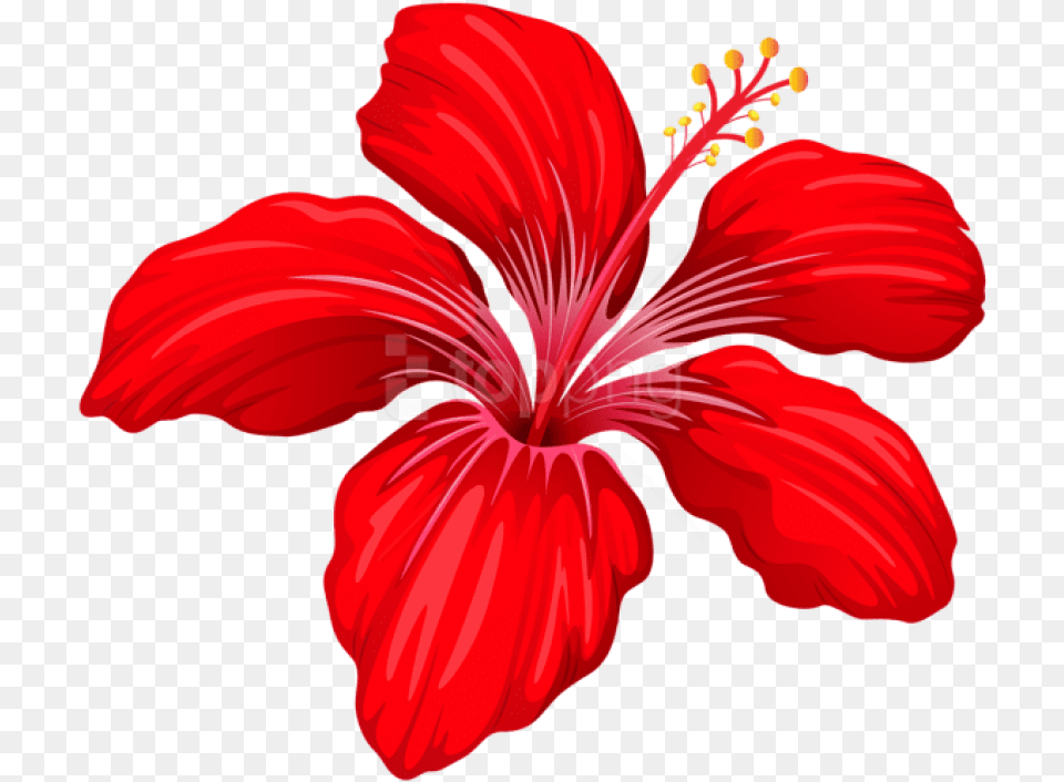 Exotic Red Flower Images Background Exotic, Hibiscus, Plant, Petal, Person Free Png Download