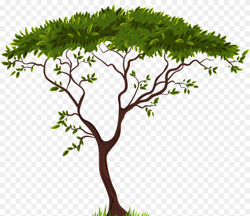 Exotic Tree Clip Art, Vegetation, Green, Plant, Rainforest Free Png Download