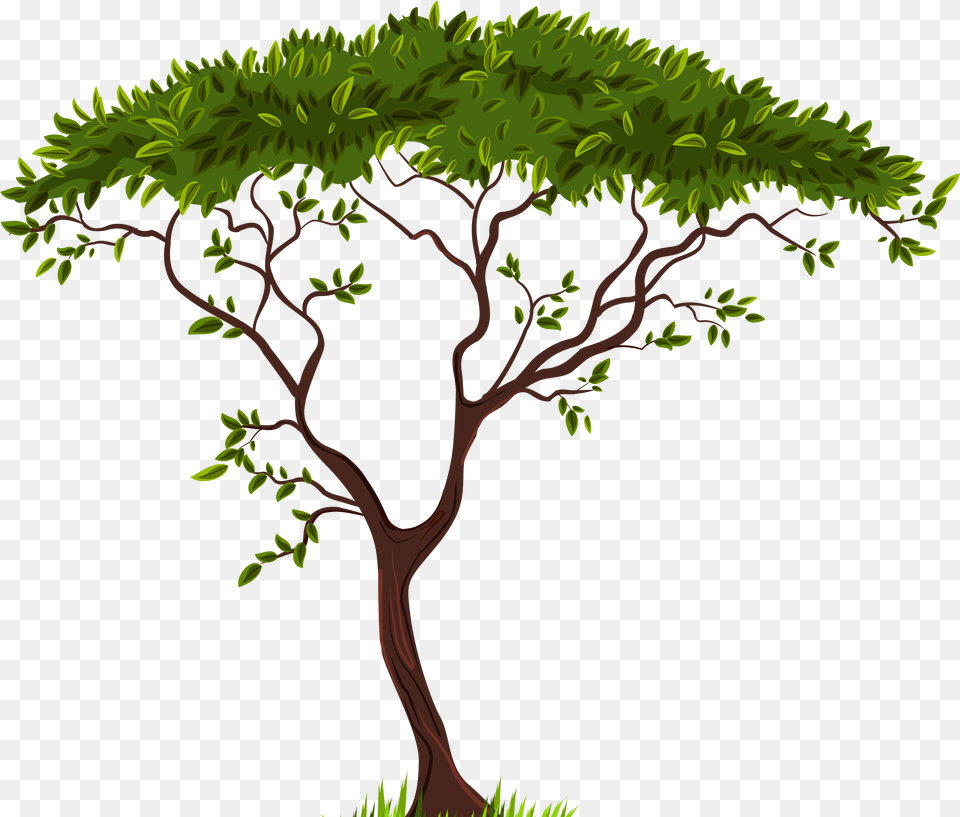 Exotic Tree Clip Art Transparent Background Tree Clip Art, Plant, Vegetation, Outdoors, Drawing Png