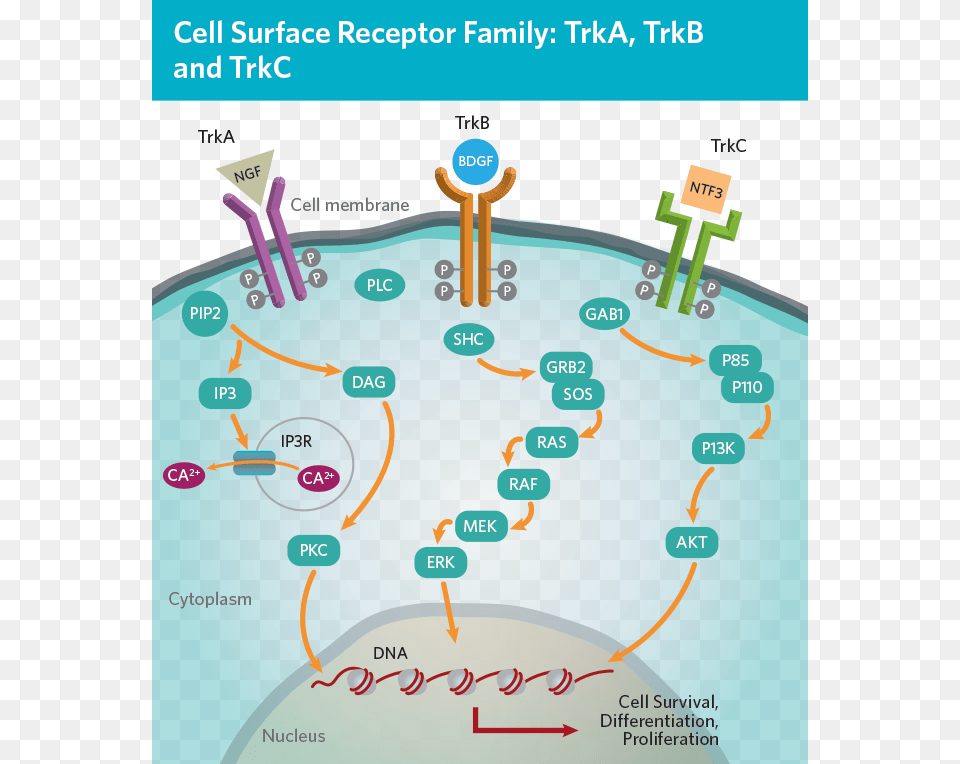 Expand Collapse Trk 123 Diagram, Chart, Plot Free Png Download