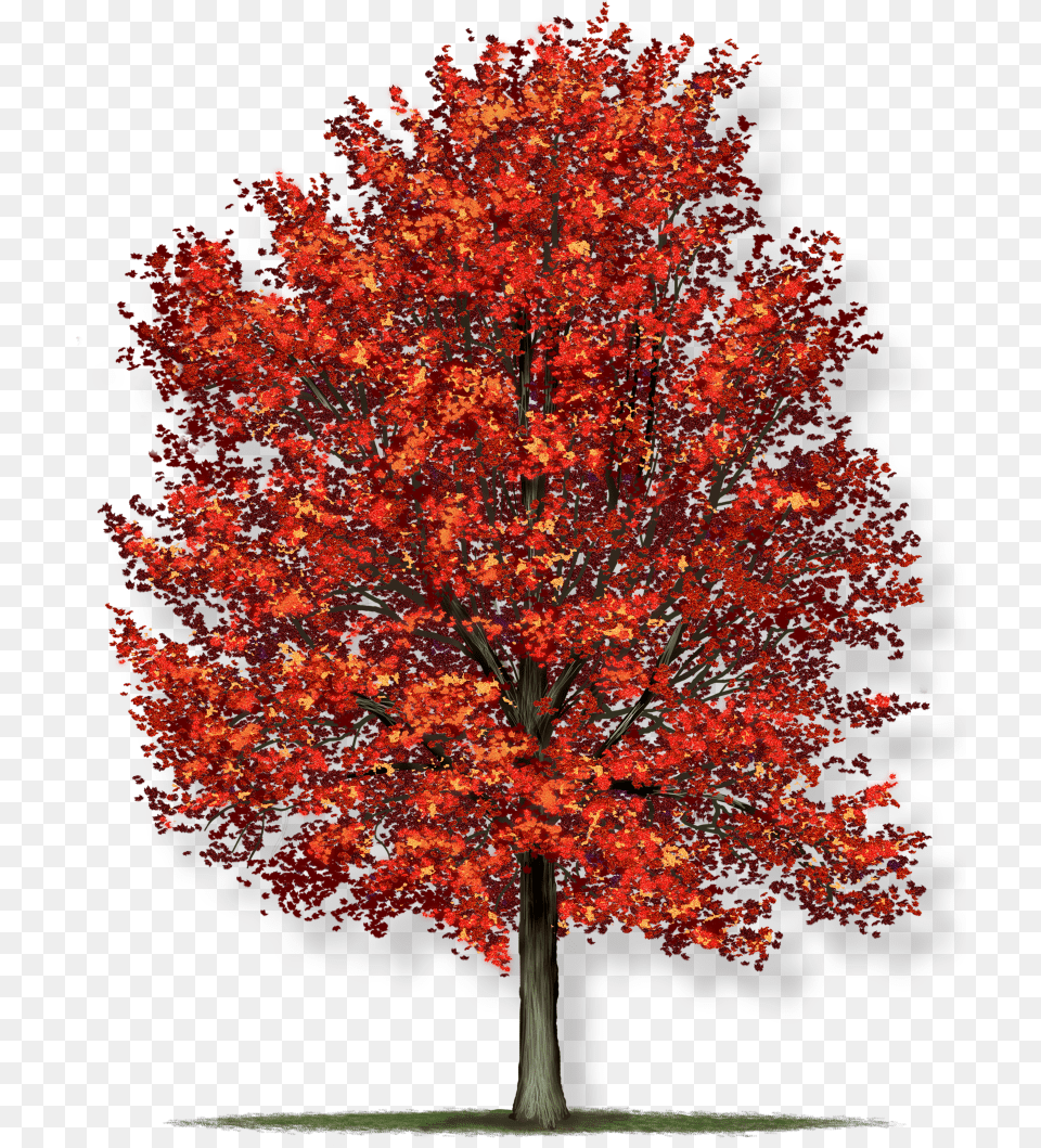 Expand Acer Rubrum Red Maple Tree, Leaf, Plant Png Image