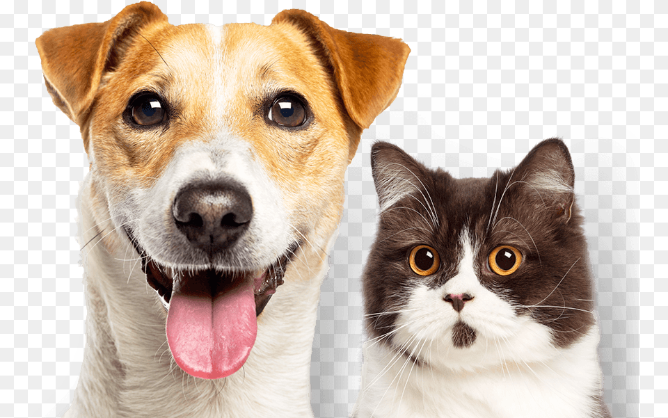 Experience The Difference Companion Dog, Animal, Mammal, Pet, Canine Png