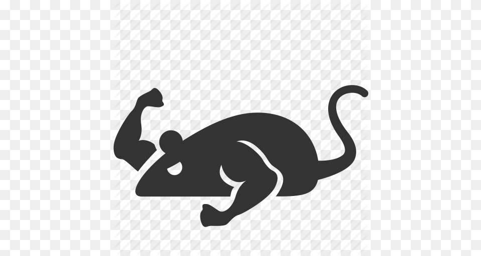 Experiment Mice Mouse Muscle Mutant Rat Strong Icon, Animal, Fish, Shark, Sea Life Free Png Download
