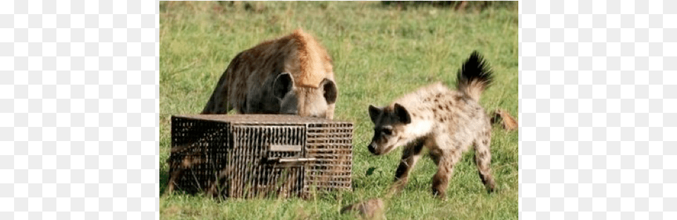 Experimental Investigations Of Cognitive Abilities Spotted Hyena, Animal, Zoo, Kangaroo, Mammal Free Png