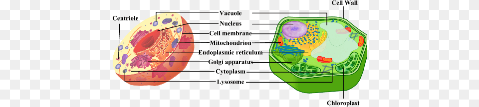 Expert Answer Gt Vacuole Plant And Animal, Diaper, Disk Free Transparent Png